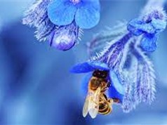 Vòng đời của ong mật ngắn đi một nửa so với 50 năm trước